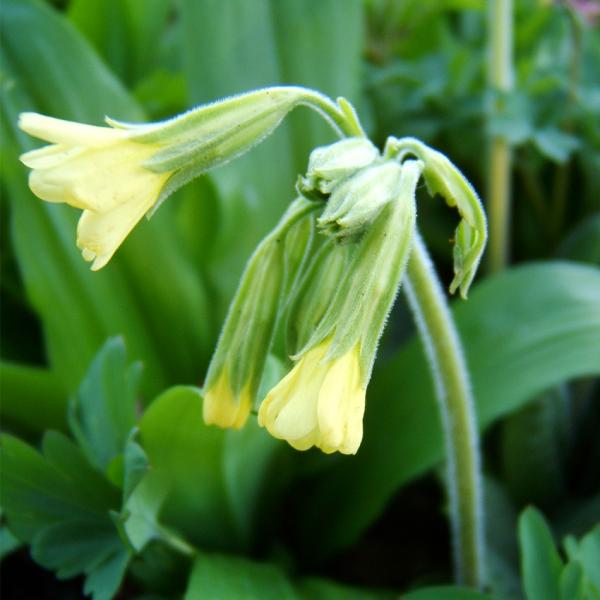 Primula elatior - Himmelsschlüssel