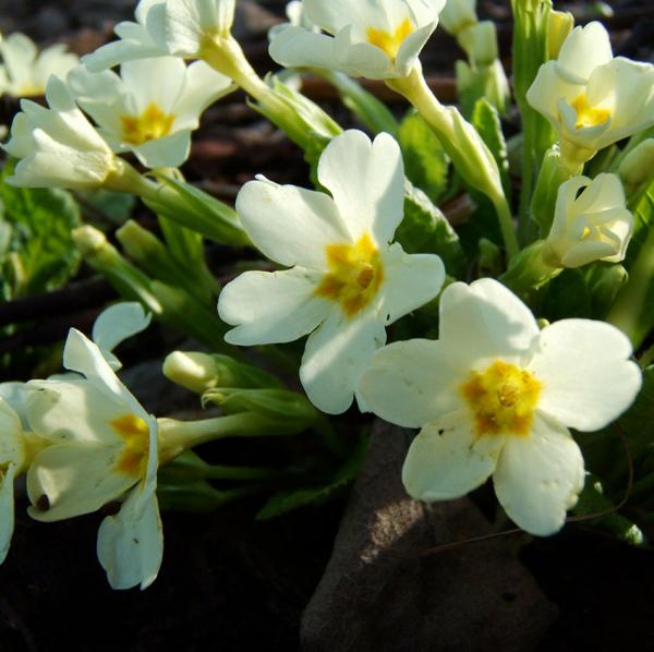 Primula vulgaris - Stengellose Schlüsselblume