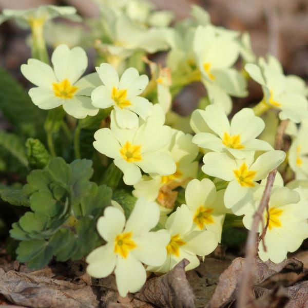 Primula vulgaris - Stengellose Schlüsselblume