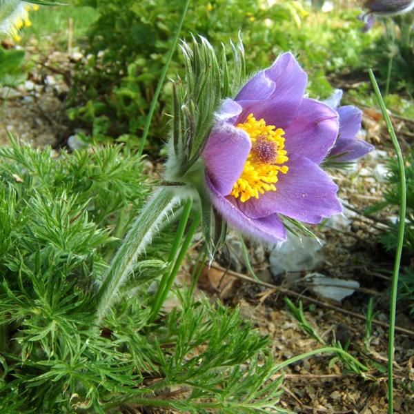 Pulsatilla vulgaris - Küchenschelle