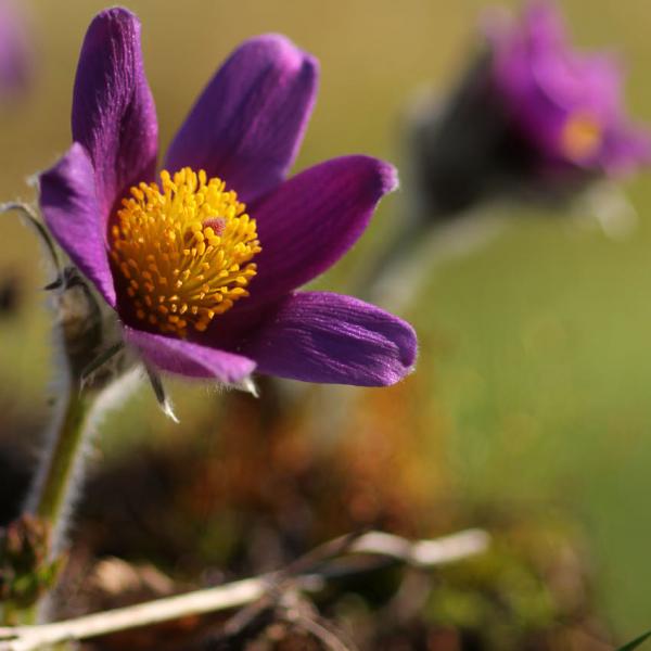 Pulsatilla vulgaris - Küchenschelle