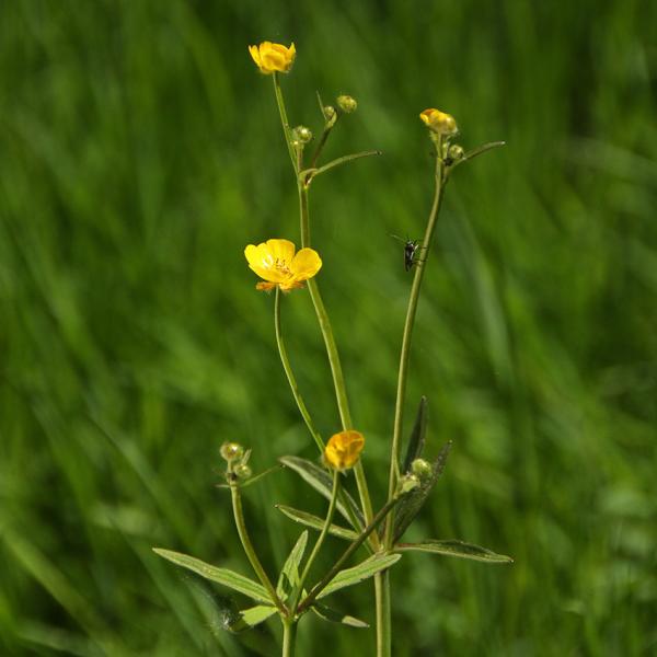 Ranunculus acris - Scharfer Hahnenfuß