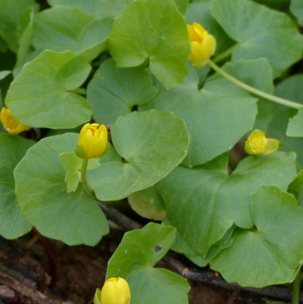 Ranunculus ficaria - Scharbockskraut
