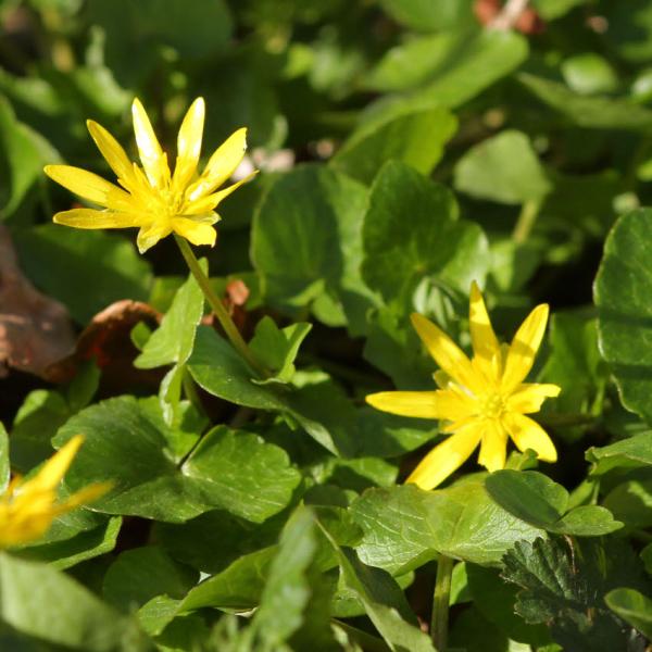 Ranunculus ficaria - Scharbockskraut