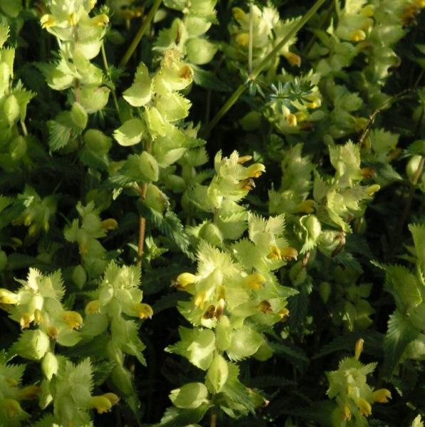 Rhinanthus minor - Kleiner Klappertopf