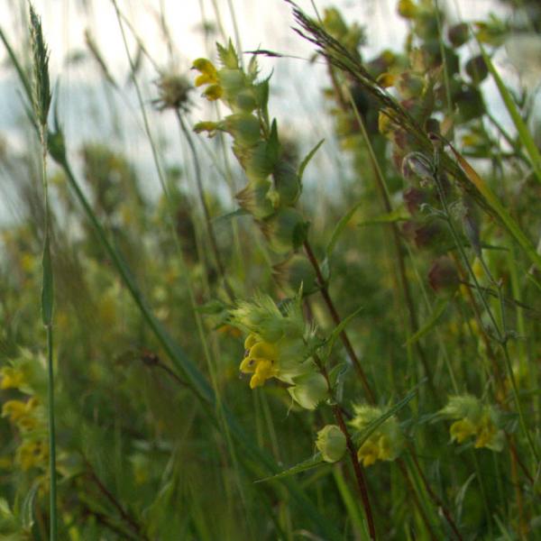 Rhinanthus minor - Kleiner Klappertopf