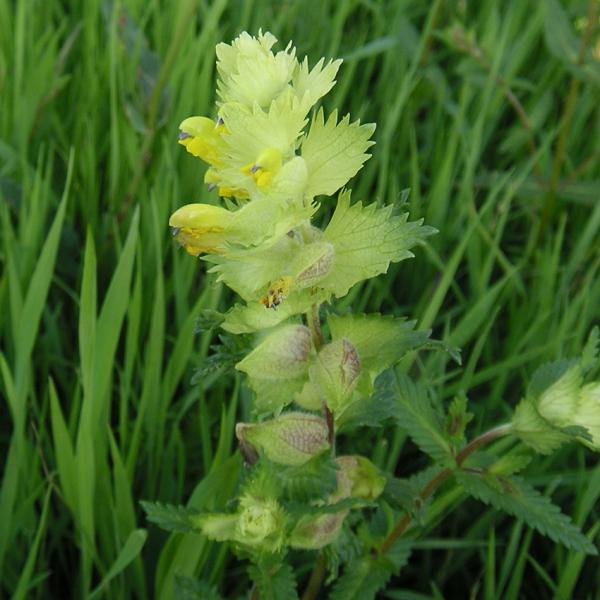 Rhinanthus minor - Kleiner Klappertopf