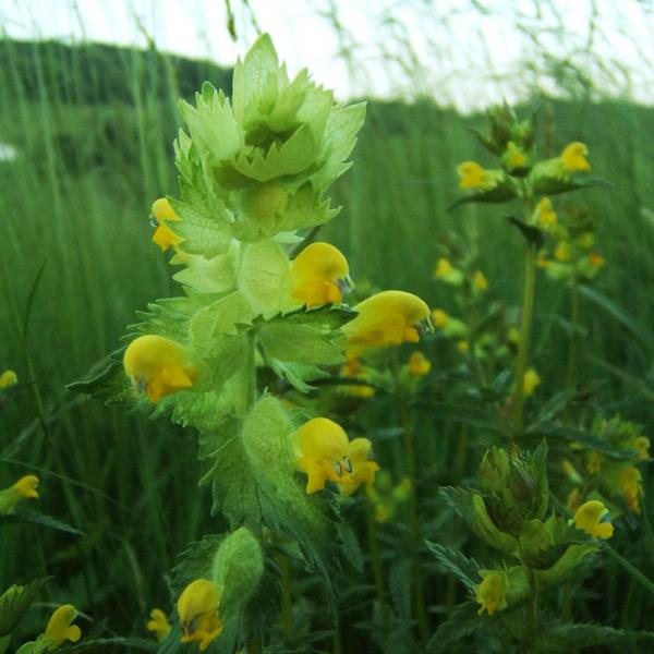 Rhinanthus alecterolophus - Zottiger Klappertopf