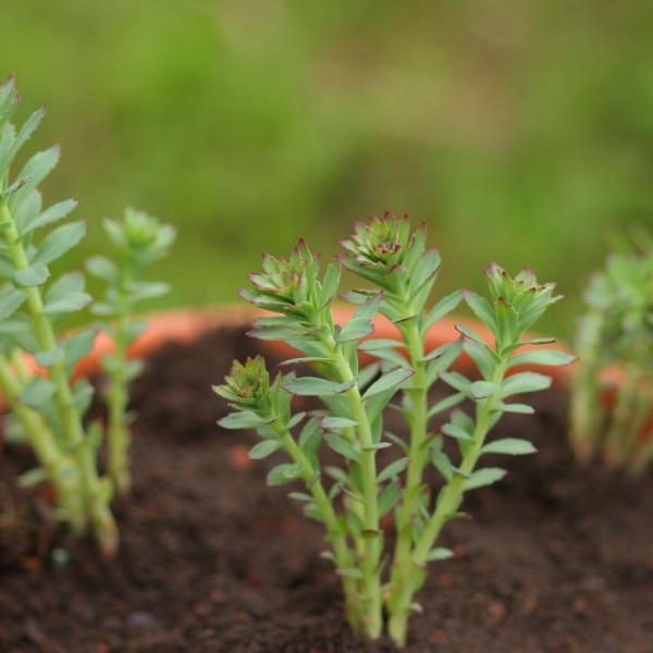 Rhodiola rosea - Rosenwurz