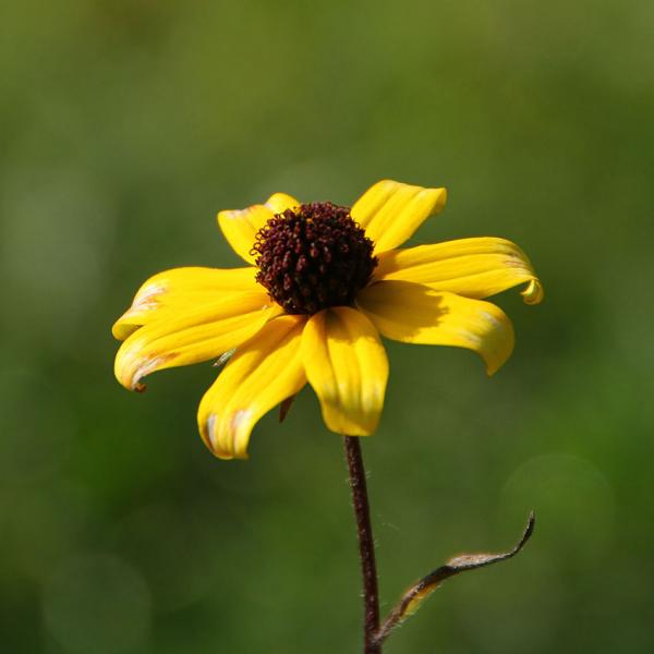 Rudbeckia triloba - Sonnenhut