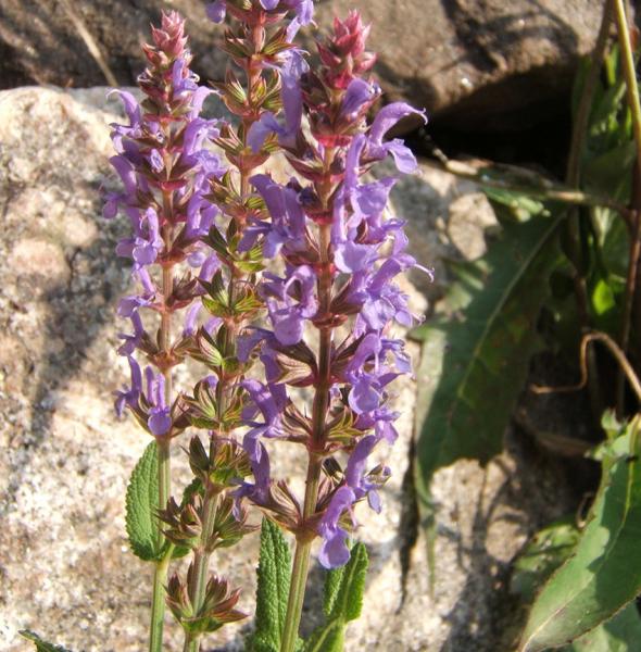 Salvia officinalis - Echter Salbei