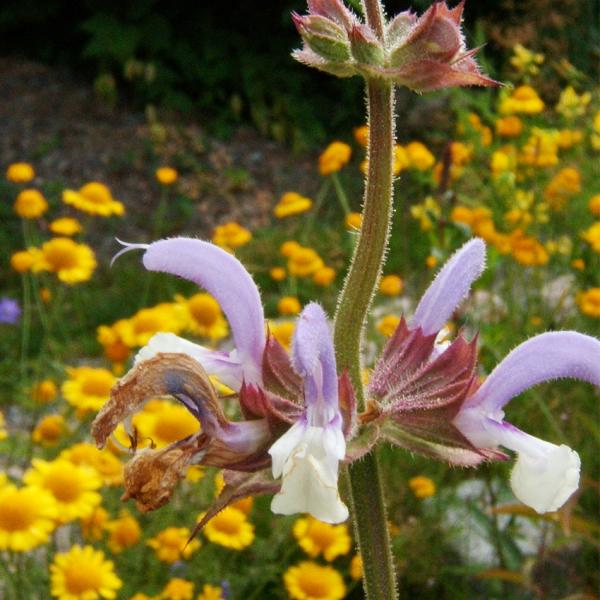 Salvia sclarea - Muskatellersalbei