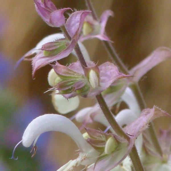 Salvia sclarea - Muskatellersalbei