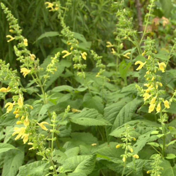 Salvia glutinosa - Gelber/Klebr. Salbei