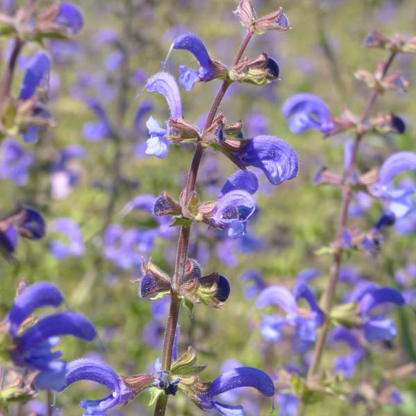 Salvia pratensis - Wiesensalbei