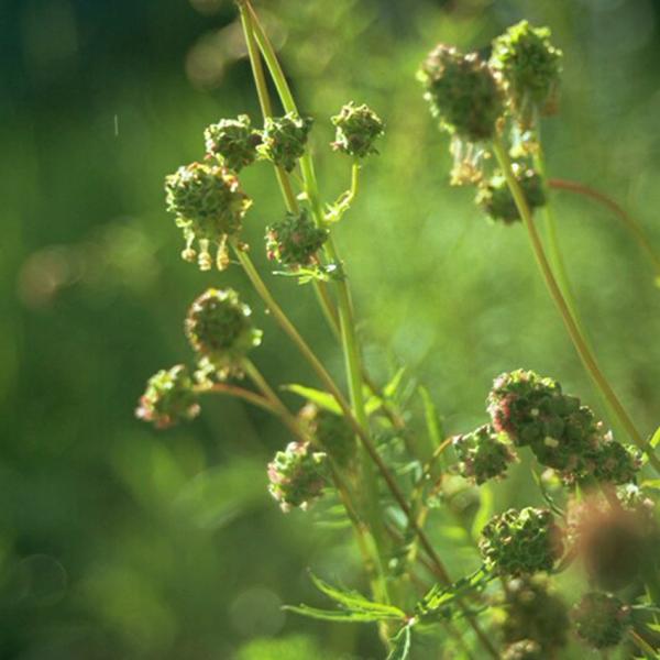 Sanguisorba minor - Pimpinelle/Kleiner Wiesenknopf