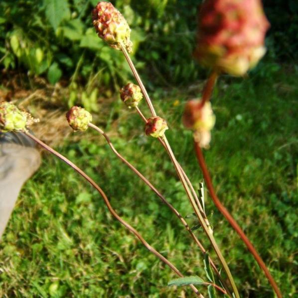 Sanguisorba minor - Pimpinelle/Kleiner Wiesenknopf