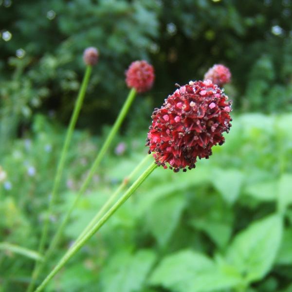 Sanguisorba officinalis - Großer Wiesenknopf