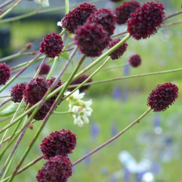 Sanguisorba officinalis - Großer Wiesenknopf