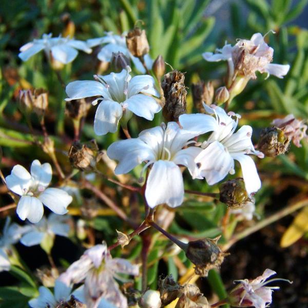 Saponaria officinalis - Seifenkraut