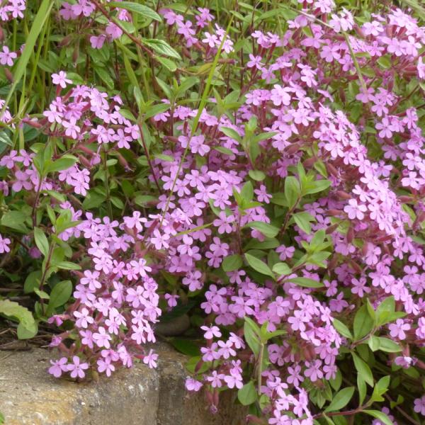 Saponaria ocymoides - Rotes Seifenkraut
