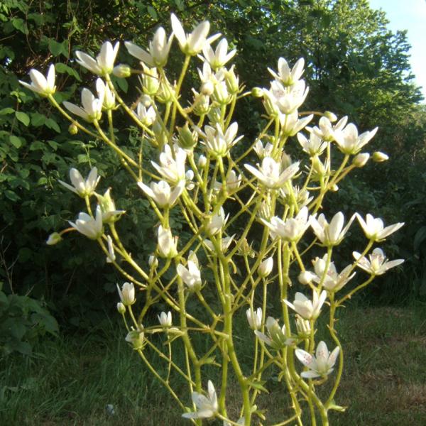 Saxifraga rotundifolia - Rundblättriger Steinbrech