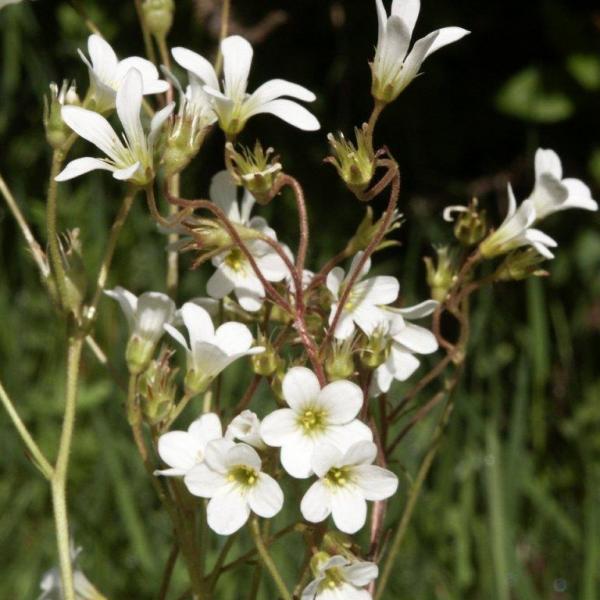 Saxifraga granulata - Knöllchen-Steinbrech