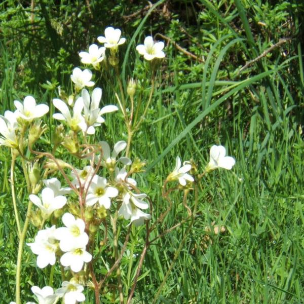 Saxifraga granulata - Knöllchen-Steinbrech