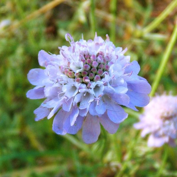 Scabiosa columbaria - Taubenskabiose