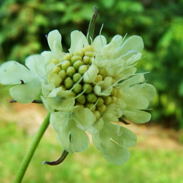 Scabiosa ochroleuca - Gelbe Skabiose