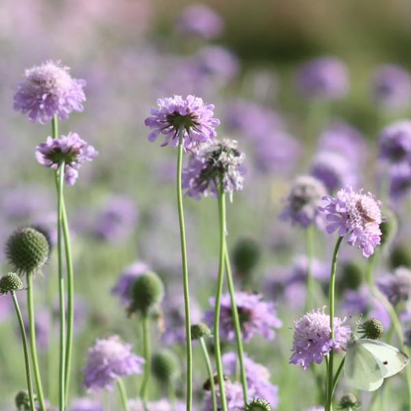 Scabiosa columbaria - Taubenskabiose