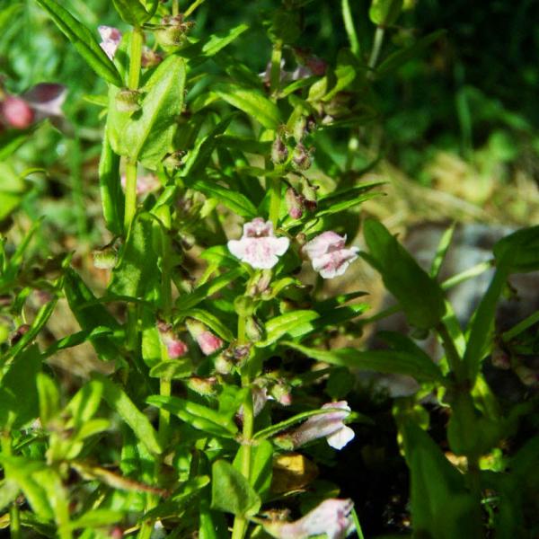 Scutellaria minor - Kleines Helmkraut