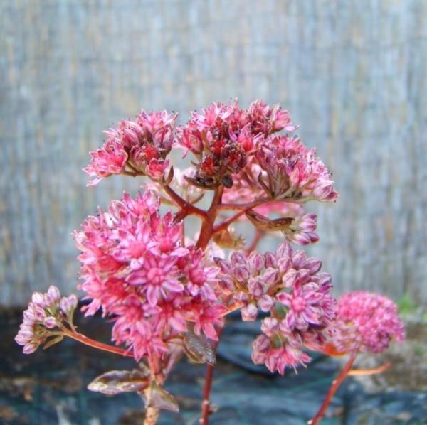 Sedum telephium - Purpurfetthenne