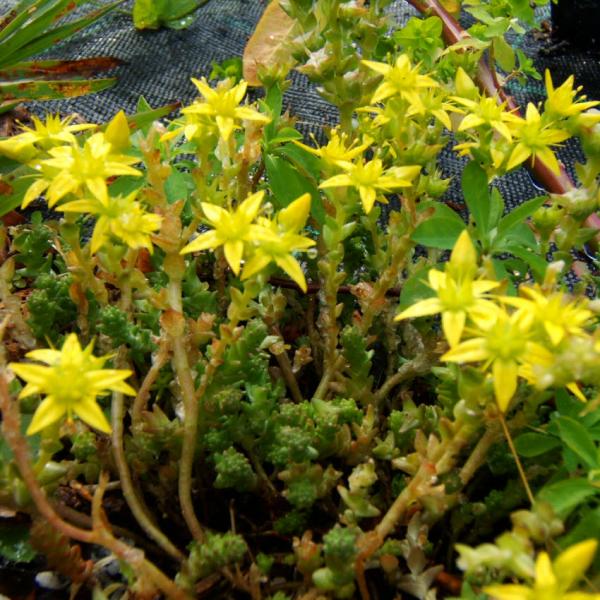 Sedum acre - Scharfer Mauerpfeffer