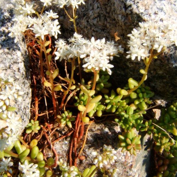 Sedum album - Weißer Mauerpfeffer