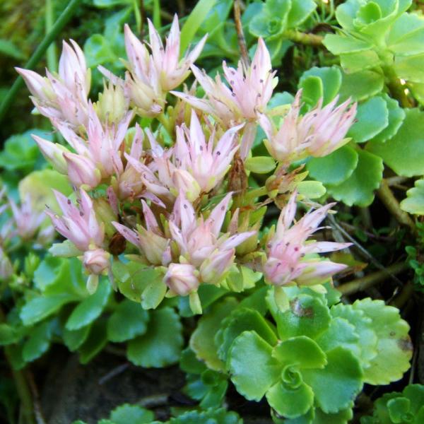 Sedum spurium - Kriechende Fetthenne
