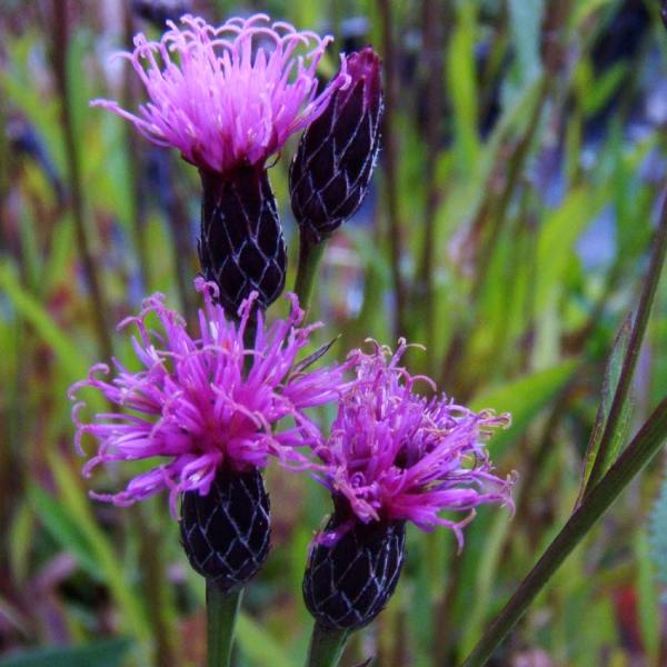 Serratula tinctoria - Färberscharte