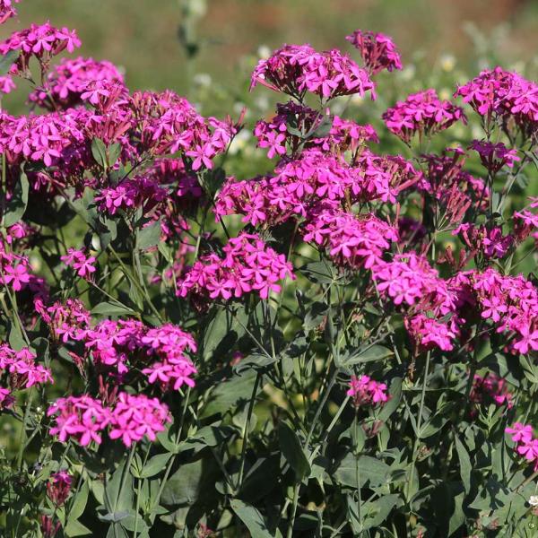 Silene armeria - Nelkenleimkraut