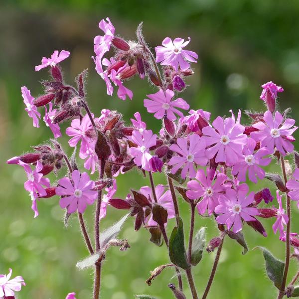 Silene dioica - Rote Lichtnelke