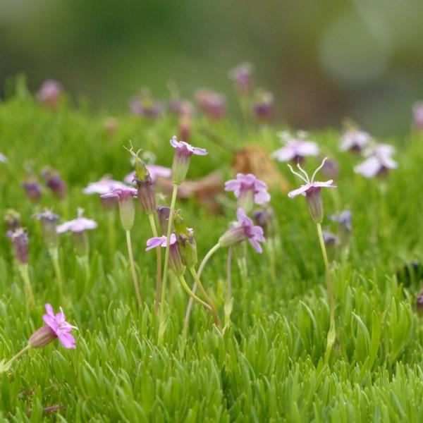 Silene acaulis - Stängelloses Leimkraut