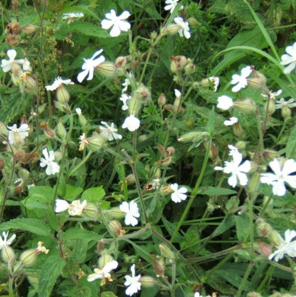 Silene alba - Weiße Nachtnelke