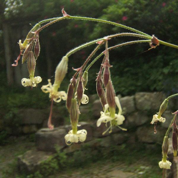 Silene nutans - Nickendes Leimkraut