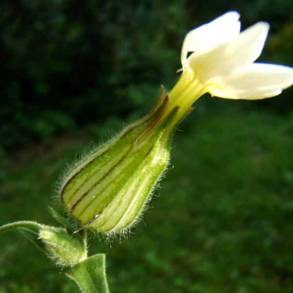 Silene alba - Weiße Nachtnelke