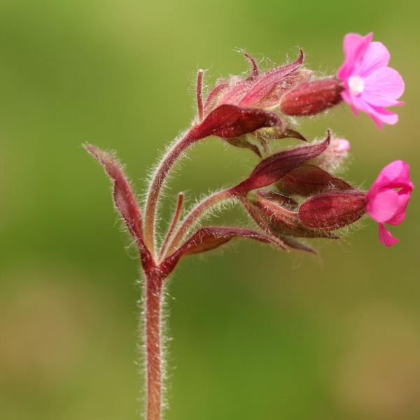 Silene dioica - Rote Lichtnelke
