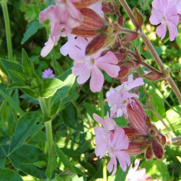 Silene dioica - Rote Lichtnelke