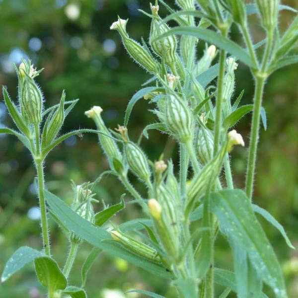 Silene noctiflora - Ackerlichtnelke
