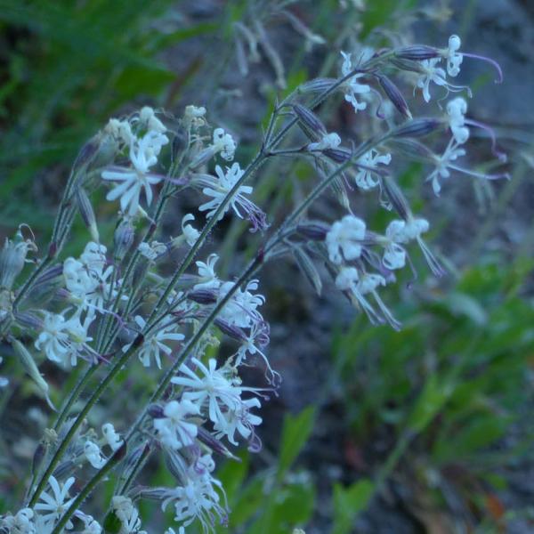 Silene nutans - Nickendes Leimkraut