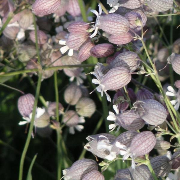 Silene vulgaris - Taubenkropf