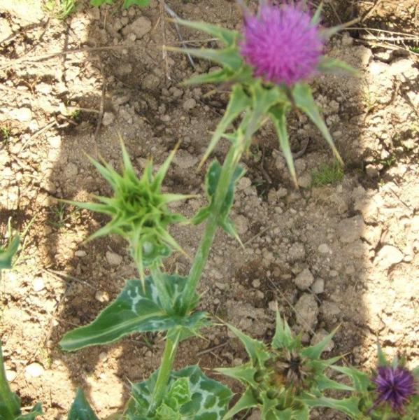 Silybum marianum - Mariendistel