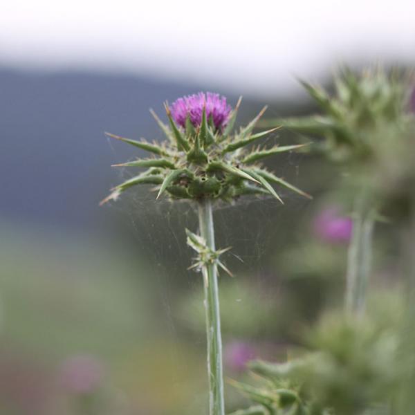 Silybum marianum - Mariendistel